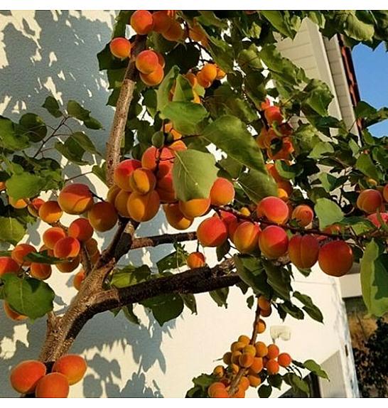 Prunus armeniaca Armicol C7,5 Lit. 100-125 cm Stebričasta