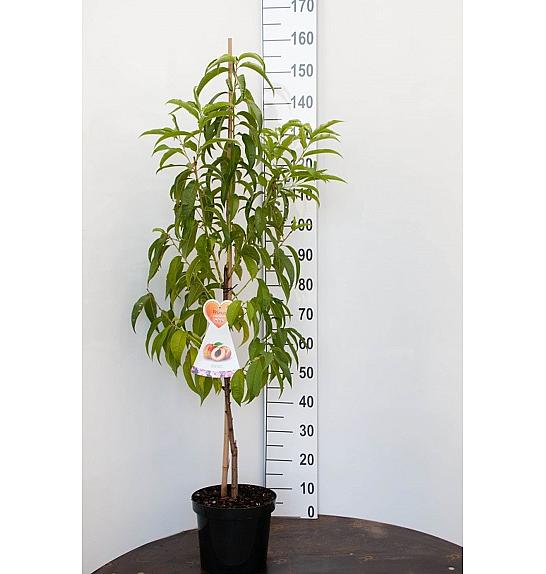 Prunus amygdalus Dulcis C7,5 Lit. 150-175 cm