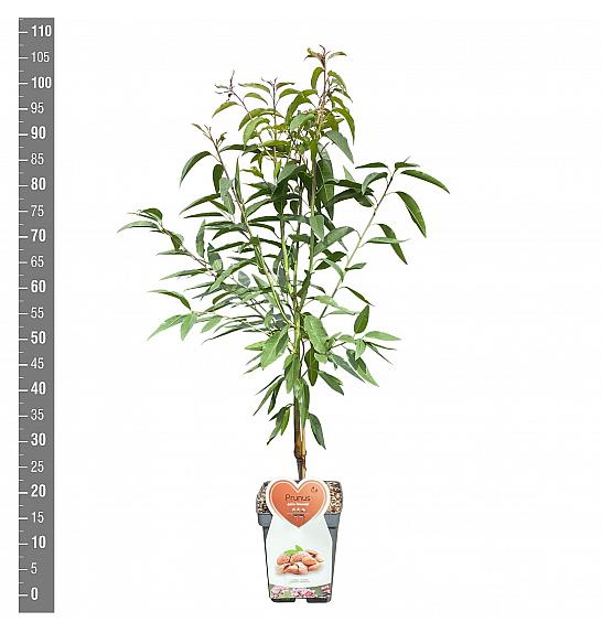 Prunus amygdalus Dulcis C5 Lit. 80-100 cm Patio