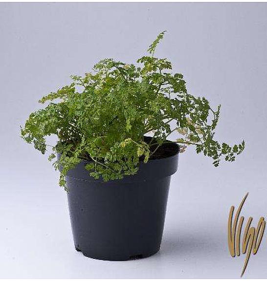 Anthriscus cerefolium Ø14