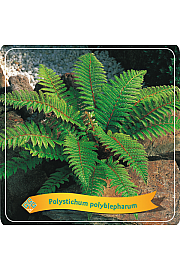 Polystichum Polyblepharum C5 Lit.