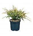 Podocarpus x Country Park Fire C2,5 Lit. 20-25 cm