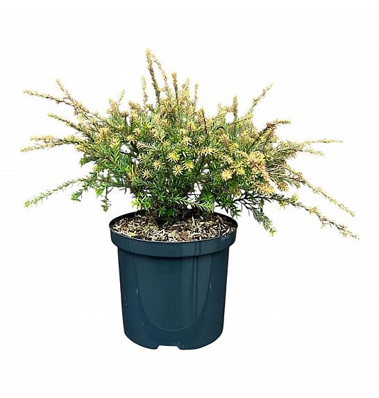 Podocarpus x Country Park Fire C2,5 Lit. 25-30 cm