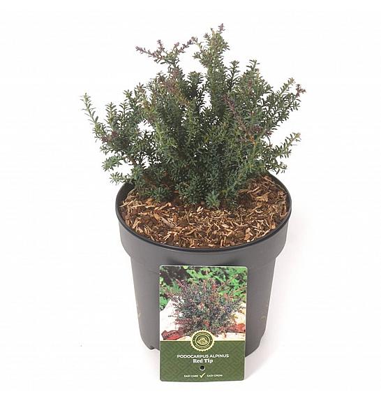 Podocarpus macrophyllus Red Tip C2,5 Lit. 20-25 cm