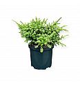Podocarpus macrophyllus Kilworth Cream C2,5 Lit. 20-25 cm