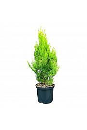 Platycladus orientalis Elegantissima C2,5 Lit. 30-40 cm