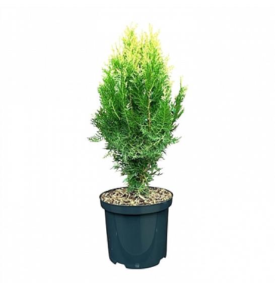 Platycladus orientalis Bömer NP C2,5 Lit. 20-25 cm