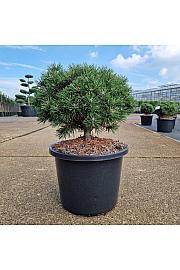 Pinus uncinata Heideperle C12 Lit. 30-35 cm