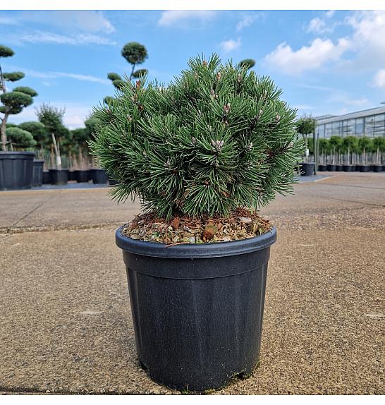 Pinus uncinata Heideperle C11 Lit. 30/+ cm