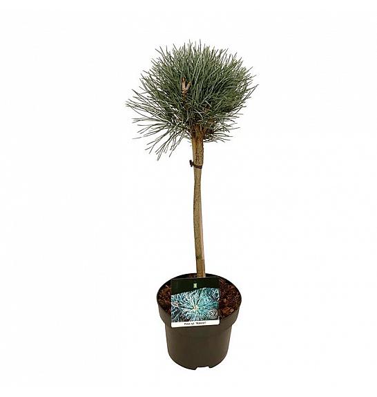 Pinus sylvestris Watereri C5 Lit. Na steblu 40 cm