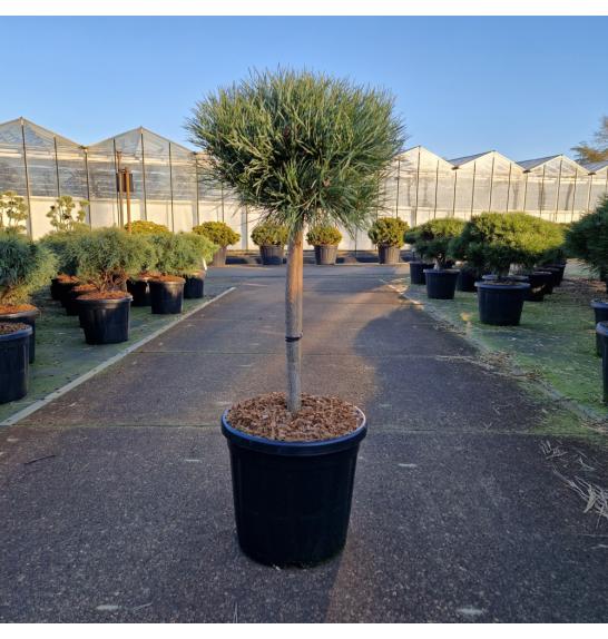 Pinus sylvestris Watereri C18 Lit. Na steblu 40 cm Krošnja 35 cm