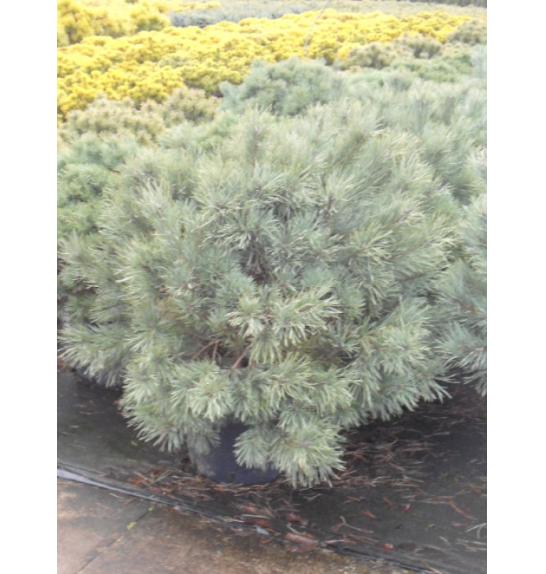 Pinus sylvestris Watereri C15 Lit. 50-60 cm