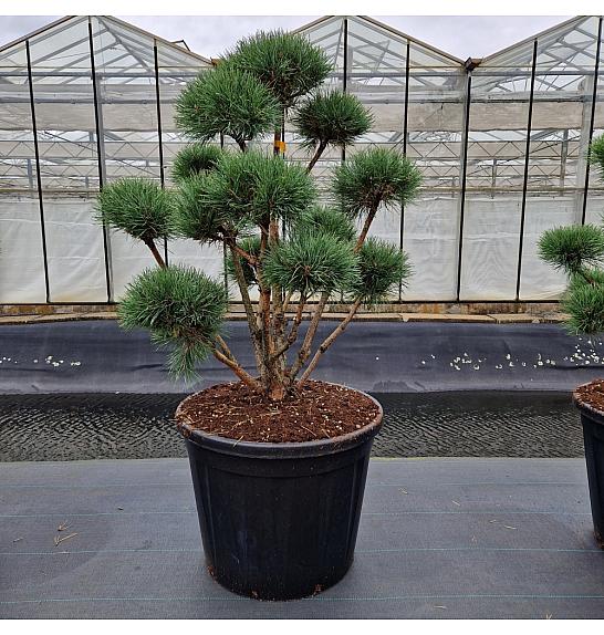 Pinus sylvestris Watereri C130 Lit. 100-120 cm Bonsai