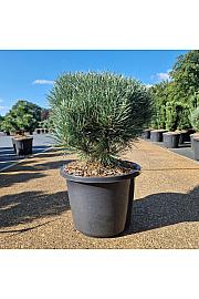 Pinus sylvestris Watereri C12 Lit. 30-40 cm