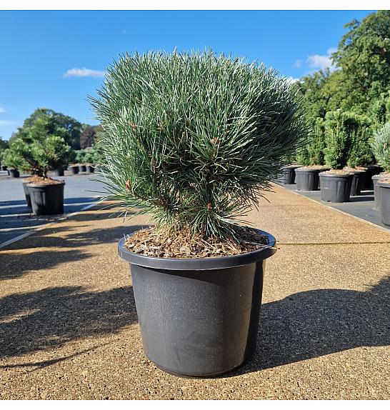 Pinus sylvestris Watereri C12 Lit. 30-40 cm