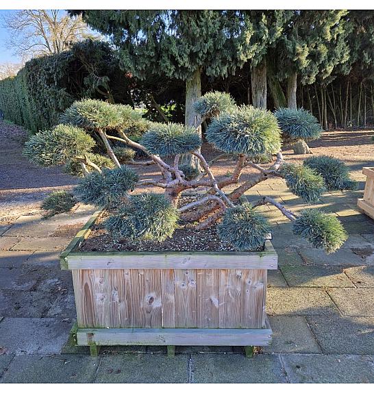 Pinus sylvestris Repens v lesenem koritu 120x120 cm 175/+ cm Bonsai