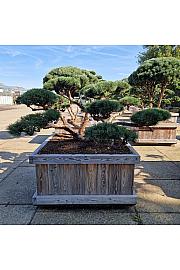 Pinus sylvestris Repens v lesenem koritu 120x120 cm 175/+ cm Bonsai