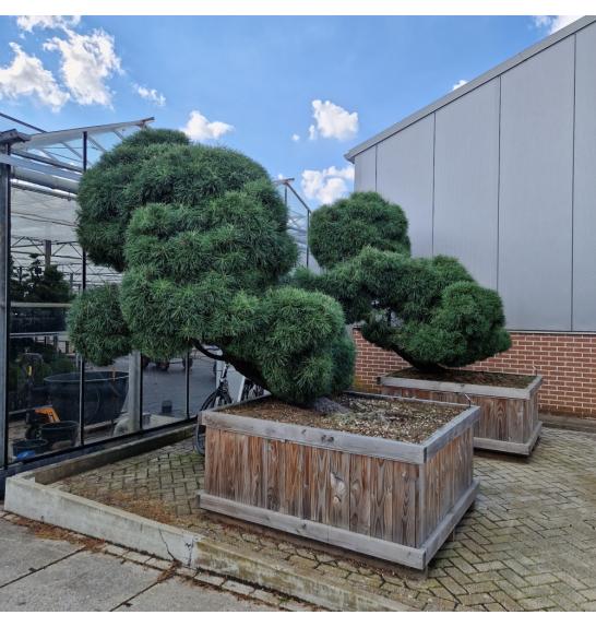Pinus sylvestris Norsky V lesenem koritu 135x160 cm 250-300 cm Bonsai