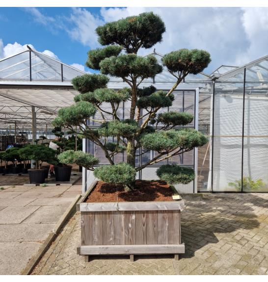 Pinus sylvestris Norsky v lesenem koritu 125x125 cm 225-250 cm Bonsai