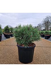 Pinus sylvestris Martham C8 Lit. 25-30 cm