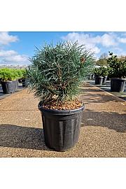 Pinus sylvestris Chantry Blue C18 Lit. 35-40 cm
