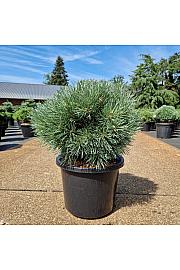 Pinus sylvestris Chantry Blue C12 Lit. 30-40 cm