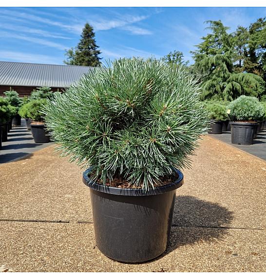 Pinus sylvestris Chantry Blue C12 Lit. 30-40 cm
