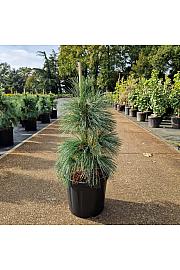 Pinus schwerinii Wiethorst C11 Lit. 40-60 cm