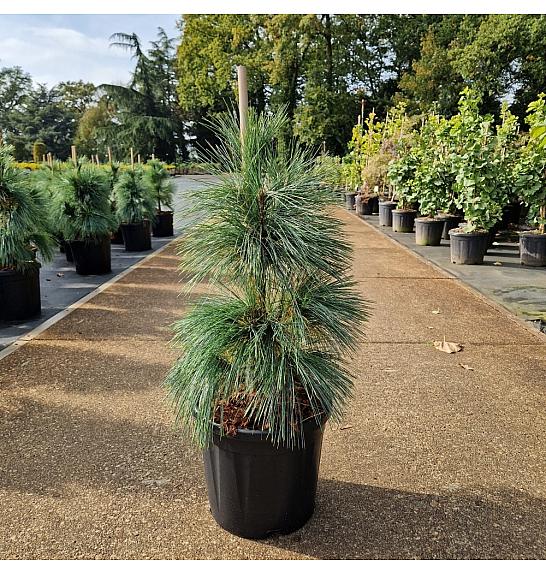 Pinus schwerinii Wiethorst C11 Lit. 40-60 cm
