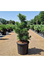 Pinus parviflora Schoon's Bonsai C11 Lit. 50-60 cm