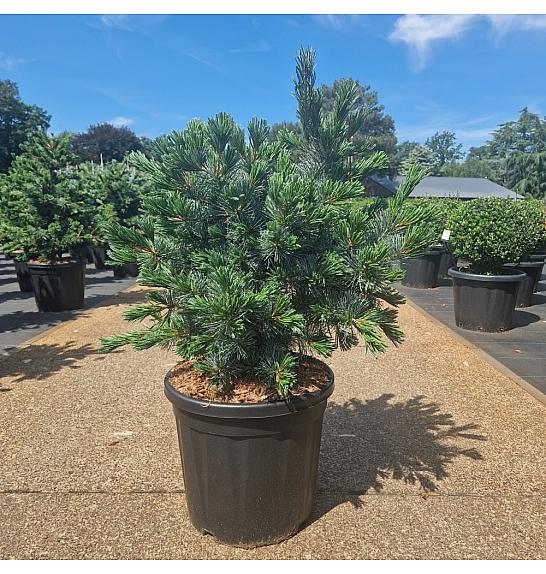 Pinus parviflora Negishi C20 Lit. 60-70 cm