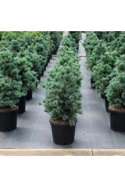 Pinus parviflora Negishi C18 Lit. 50-60 cm