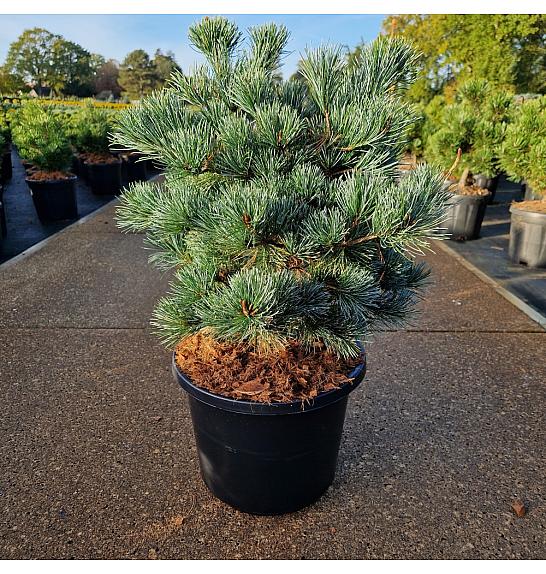 Pinus parviflora Negishi C12 Lit. 50/+ cm
