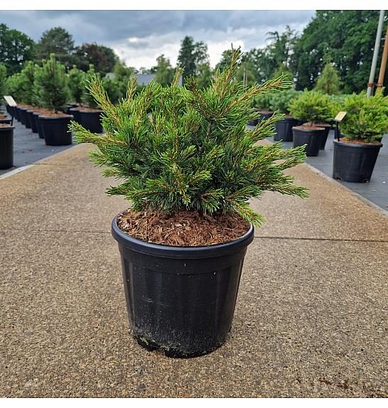 Pinus parviflora Linda C11 Lit. 35-40 cm