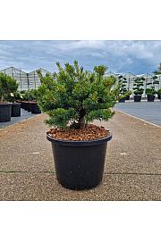 Pinus parviflora Linda C15 Lit. 30-40 cm