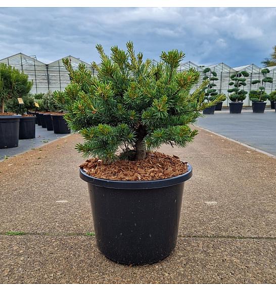 Pinus parviflora Linda C15 Lit. 30-40 cm