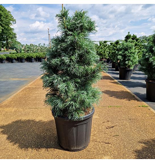 Pinus parviflora Bonnie Bergman C20 Lit. 60-80 cm
