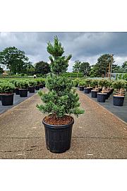 Pinus parviflora Bonnie Bergman C18 Lit. 70-80 cm