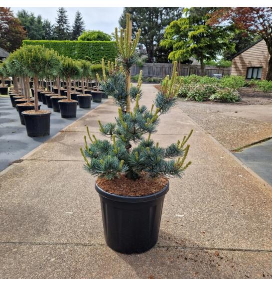 Pinus parviflora Aui C20 Lit. 70-80 cm