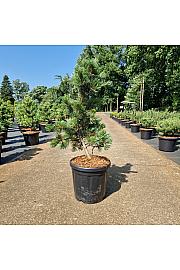Pinus parviflora Ara-Kawa C18 Lit. 80-90 cm