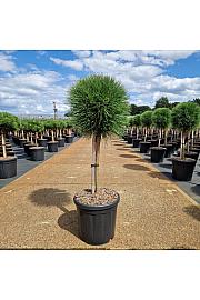 Pinus nigra Summer Breeze C18 Lit. Na steblu 40 cm Krošnja 30-35 cm Krogla