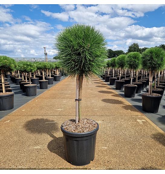 Pinus nigra Summer Breeze C18 Lit. Na steblu 40 cm Krošnja 30-35 cm Krogla