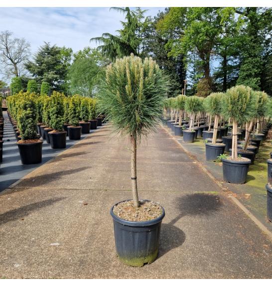 Pinus nigra Summer Breeze C12.5 Lit. Na steblu 40 cm Krošnja 30 cm
