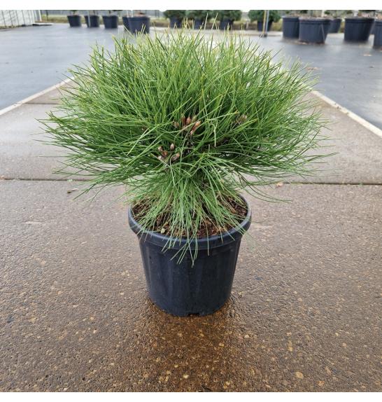 Pinus nigra Marie Bregnon C6 Lit. 20-30 cm