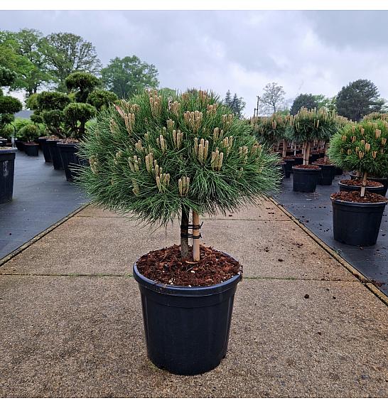 Pinus nigra Marie Bregeon C15 Lit. Na steblu 20 cm Krošnja 35/+ cm