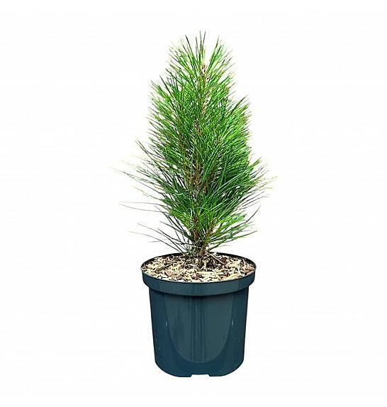 Pinus nigra Green Tower C2,5 Lit. 20-25 cm