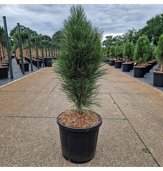 Pinus nigra Green Tower C15 Lit. 50-60 cm