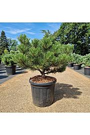 Pinus nigra Bright Eyes C20 Lit. 50-60 cm