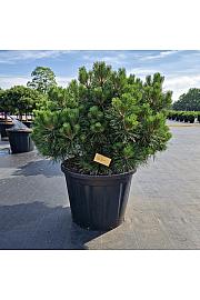 Pinus nigra Brepo® C110 Lit. Na steblu 10 cm Krošnja 90-100 cm