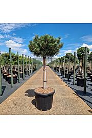 Pinus nigra Brepo® C35 Lit. Na steblu 80 cm Krošnja 50-60 cm